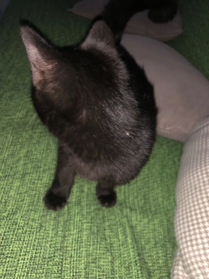 Gato raça SRD-ViraLata idade 2 a 6 meses nome Não tem nome 