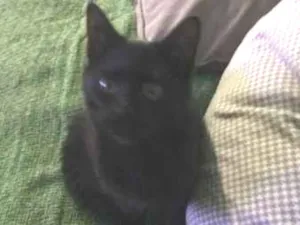 Gato raça SRD-ViraLata idade 2 a 6 meses nome Não tem nome 