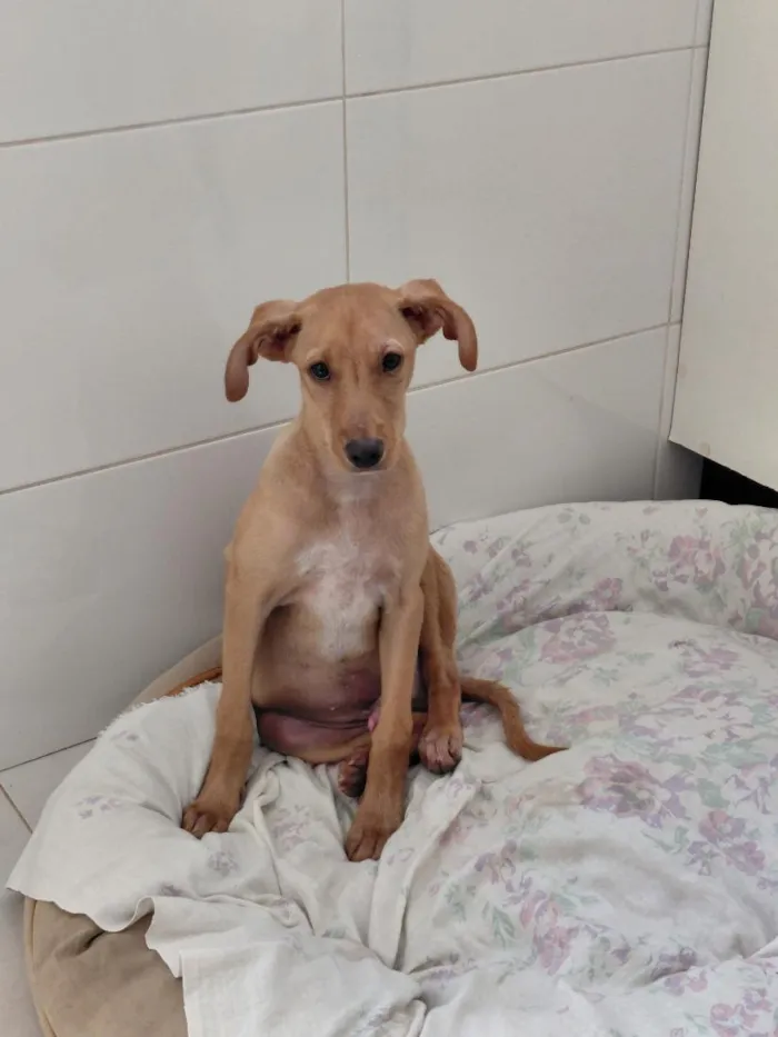 Cachorro raça SRD-ViraLata idade 2 a 6 meses nome Hércules 