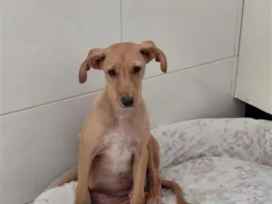 Cachorro raça SRD-ViraLata idade 2 a 6 meses nome Hércules 