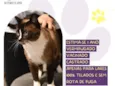Valentim
