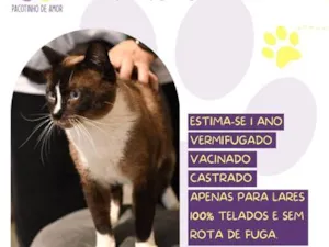 Gato raça SRD-ViraLata idade 1 ano nome Valentim