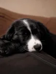 Kenai
