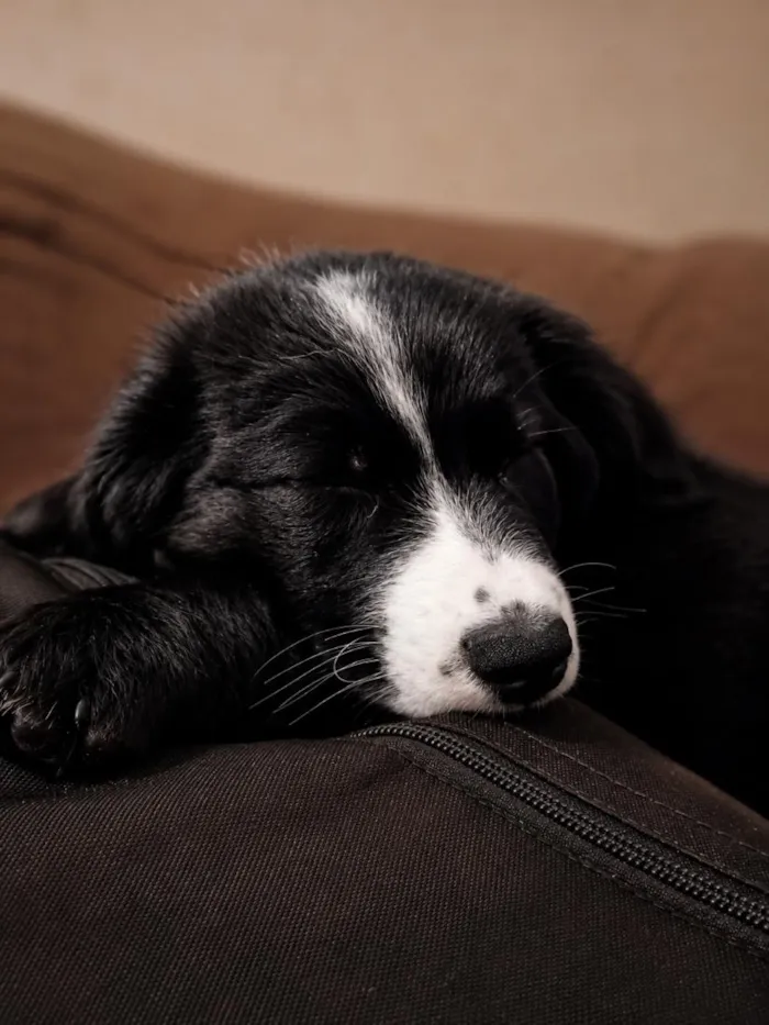 Cachorro raça SRD-ViraLata idade 2 a 6 meses nome Kenai