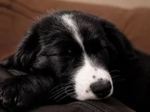 Cachorro raça SRD-ViraLata idade 2 a 6 meses nome Kenai