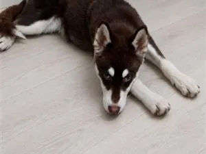Cachorro raça SRD-ViraLata idade 7 a 11 meses nome Charlotte