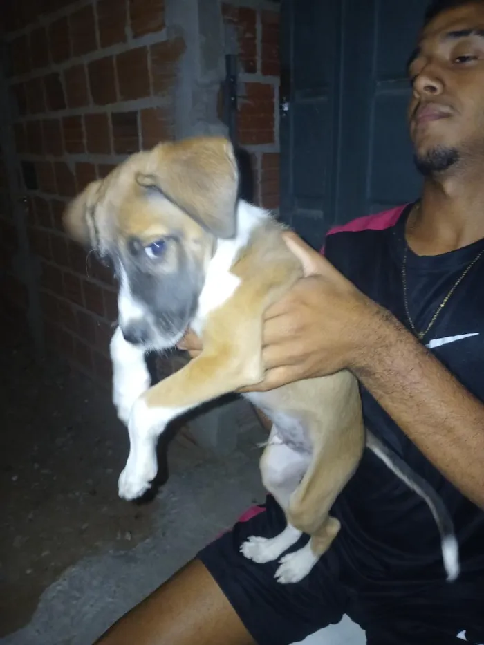 Cachorro raça SRD-ViraLata idade 2 a 6 meses nome thor