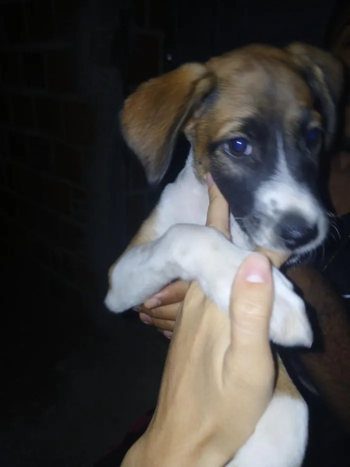 Cachorro raça SRD-ViraLata idade 2 a 6 meses nome thor