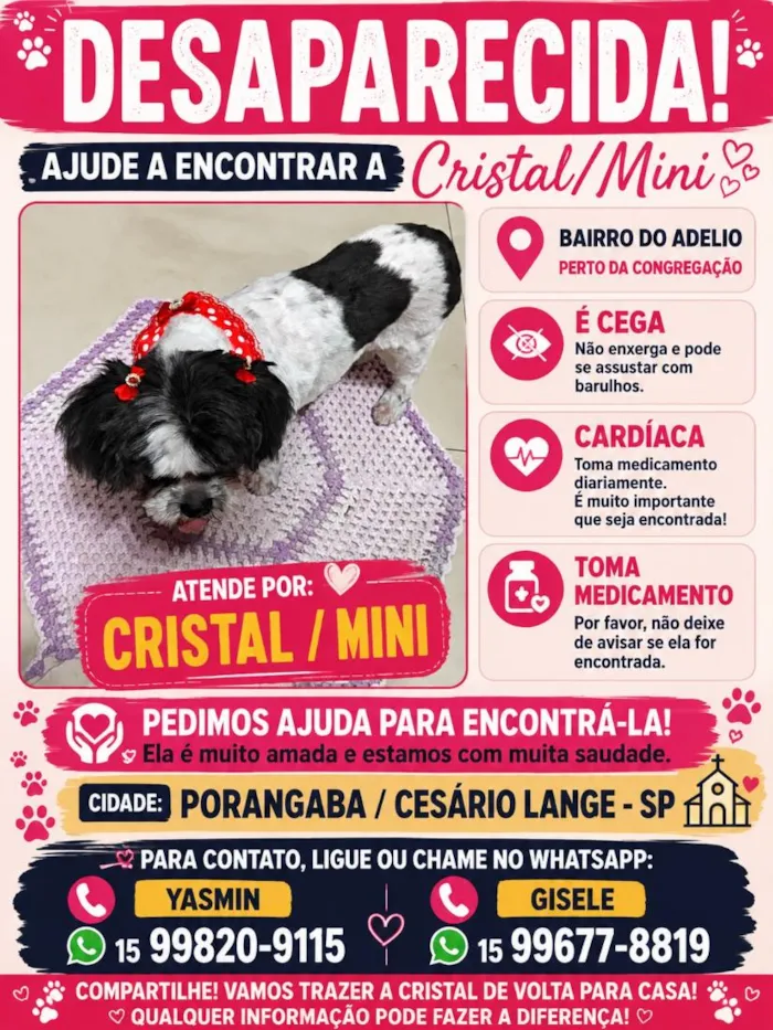 Cachorro raça SRD-ViraLata idade 6 ou mais anos nome Cristal/Mini
