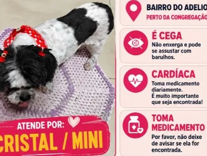 Cachorro raça SRD-ViraLata idade 6 ou mais anos nome Cristal/Mini