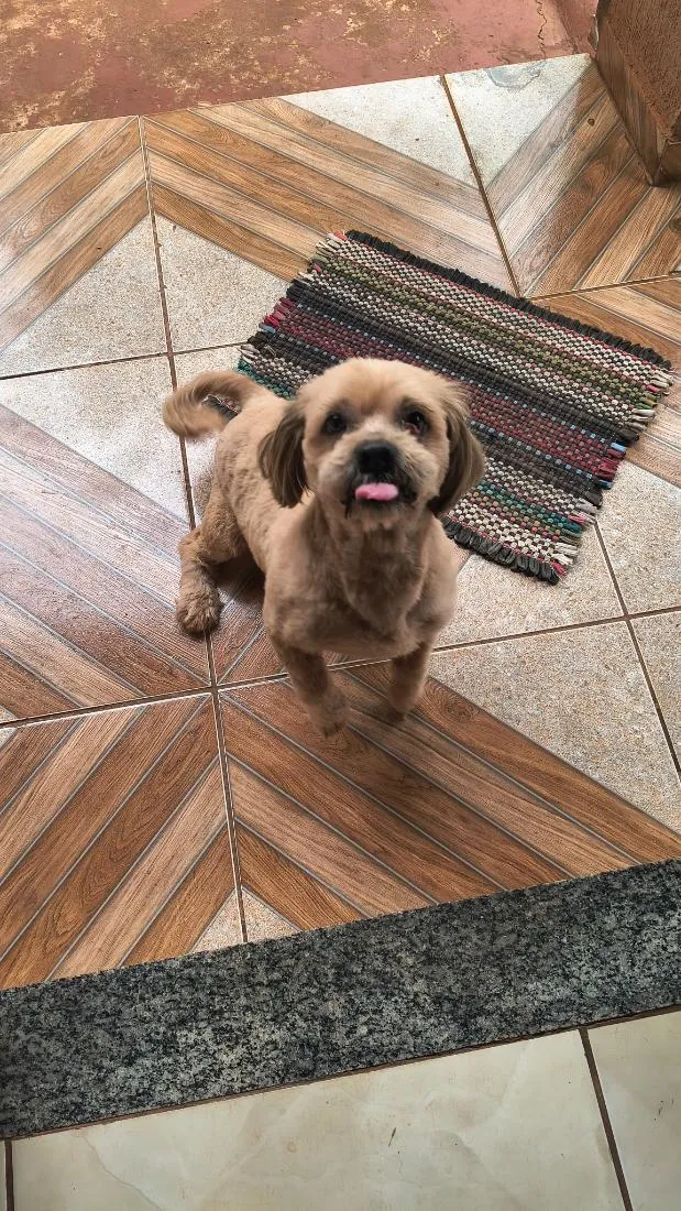 Cachorro raça Lhasa Apso idade 2 anos nome demos nome PIPOCA