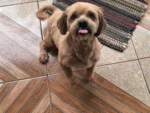 Cachorro raça Lhasa Apso idade 2 anos nome demos nome PIPOCA