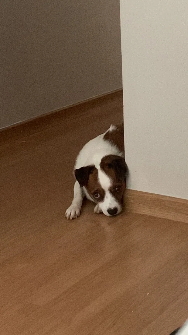Cachorro raça SRD-ViraLata idade 3 anos nome Darcy