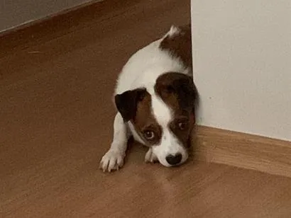 Cachorro raça SRD-ViraLata idade 3 anos nome Darcy