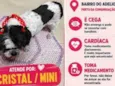 Cristal/Mini