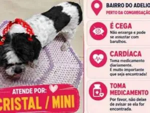 Cachorro raça SRD-ViraLata idade 6 ou mais anos nome Cristal/Mini