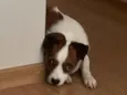 Darcy