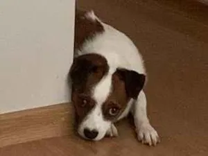 Cachorro raça SRD-ViraLata idade 3 anos nome Darcy