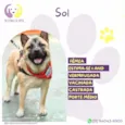 Sol