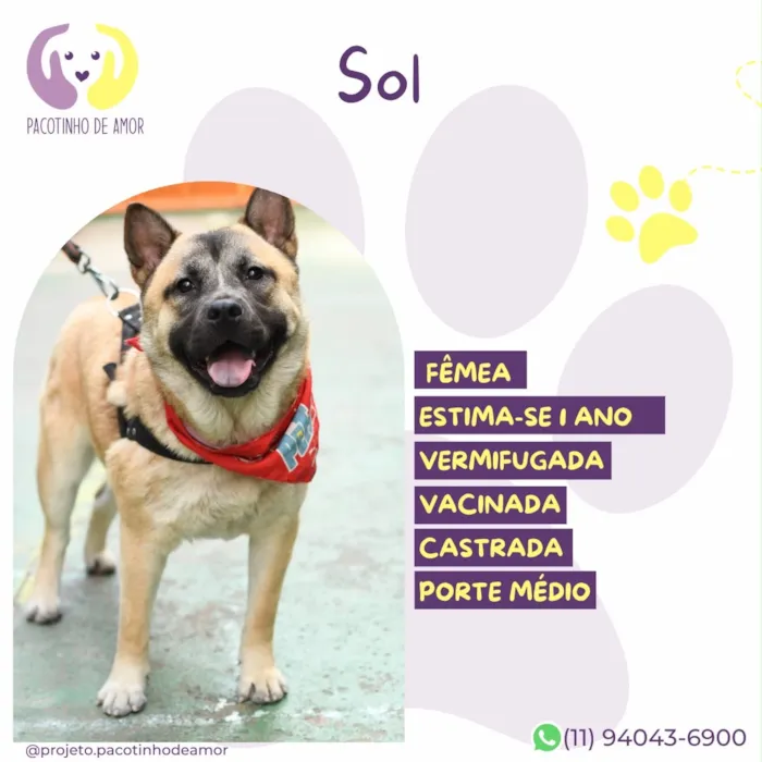 Cachorro raça SRD-ViraLata idade 1 ano nome Sol
