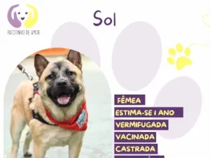 Cachorro raça SRD-ViraLata idade 1 ano nome Sol