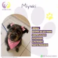 Miyuki