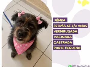 Cachorro raça SRD-ViraLata idade 2 anos nome Miyuki