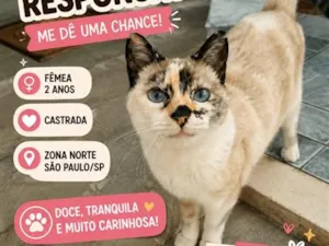 Gato raça SRD-ViraLata idade 2 anos nome Lua