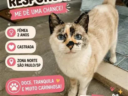 Gato raça SRD-ViraLata idade 2 anos nome Lua