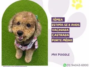 Cachorro raça SRD-ViraLata idade 6 ou mais anos nome Belinha