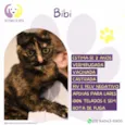 Bibi