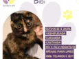 Bibi