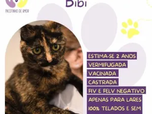 Gato raça SRD-ViraLata idade 2 anos nome Bibi
