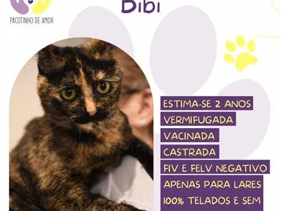 Gato raça SRD-ViraLata idade 2 anos nome Bibi