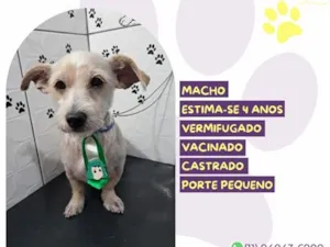 Cachorro raça SRD-ViraLata idade 4 anos nome Ibra