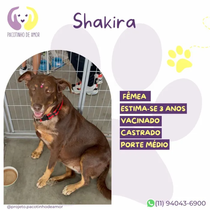 Cachorro raça SRD-ViraLata idade 3 anos nome Shakira