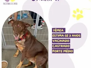 Cachorro raça SRD-ViraLata idade 3 anos nome Shakira