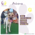 Athena