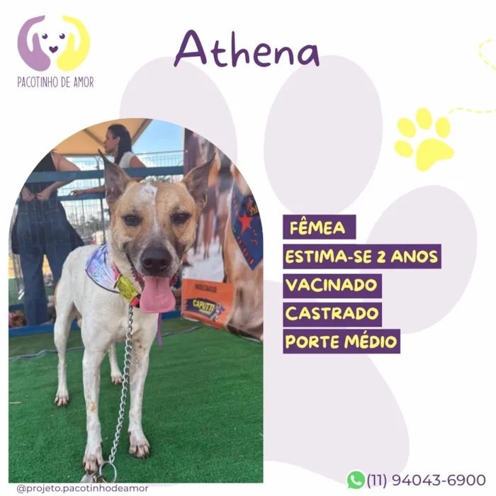 Cachorro raça SRD-ViraLata idade 2 anos nome Athena