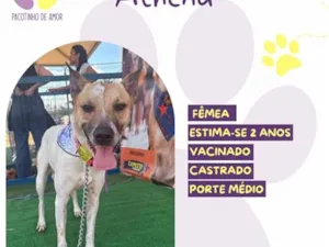 Cachorro raça SRD-ViraLata idade 2 anos nome Athena