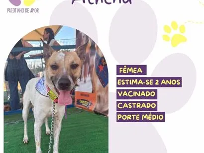 Cachorro raça SRD-ViraLata idade 2 anos nome Athena