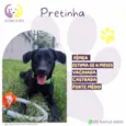 Pretinha