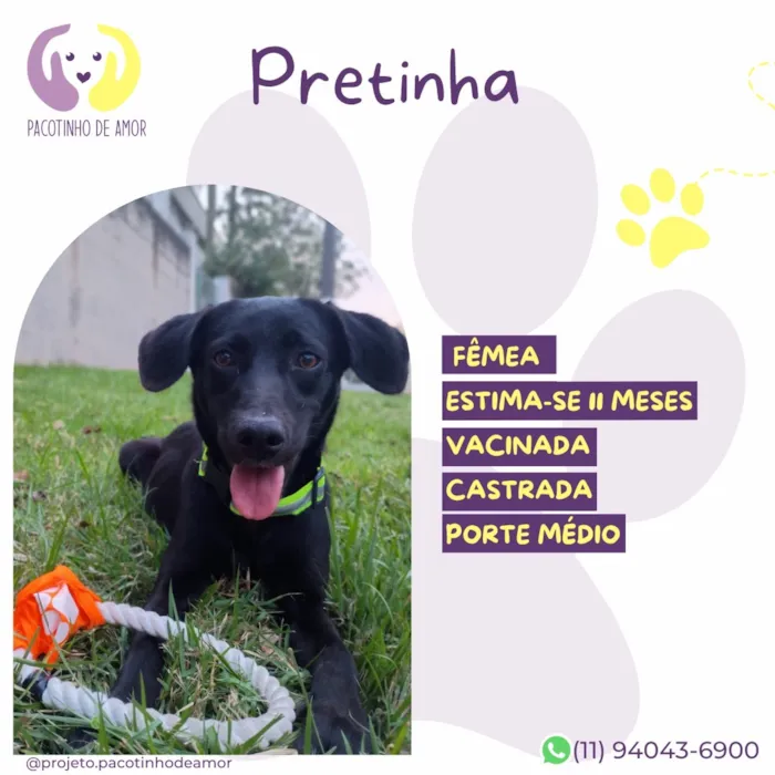 Cachorro raça SRD-ViraLata idade 7 a 11 meses nome Pretinha