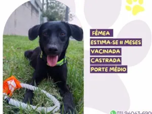 Cachorro raça SRD-ViraLata idade 7 a 11 meses nome Pretinha