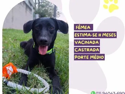 Cachorro raça SRD-ViraLata idade 7 a 11 meses nome Pretinha
