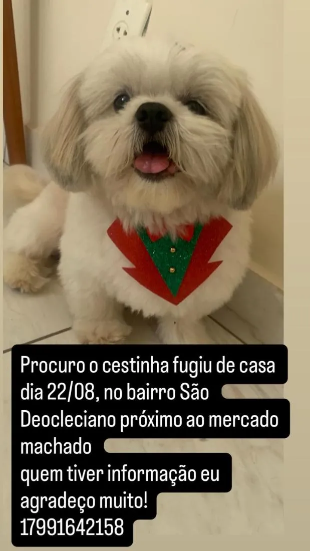 Cachorro raça Shitzu idade 4 anos nome Cestinha