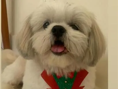 Cachorro raça Shitzu idade 4 anos nome Cestinha