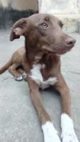 choco