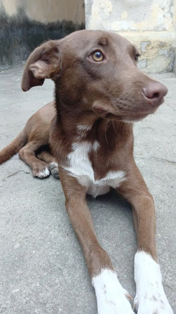 Cachorro raça SRD-ViraLata idade 7 a 11 meses nome choco