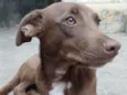 choco